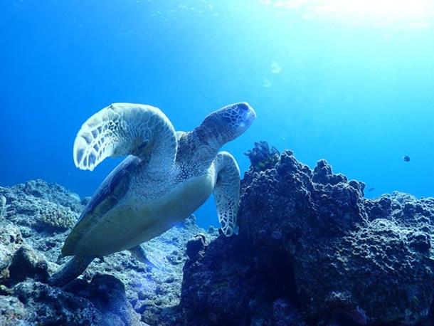 海の人気者ウミガメちゃん