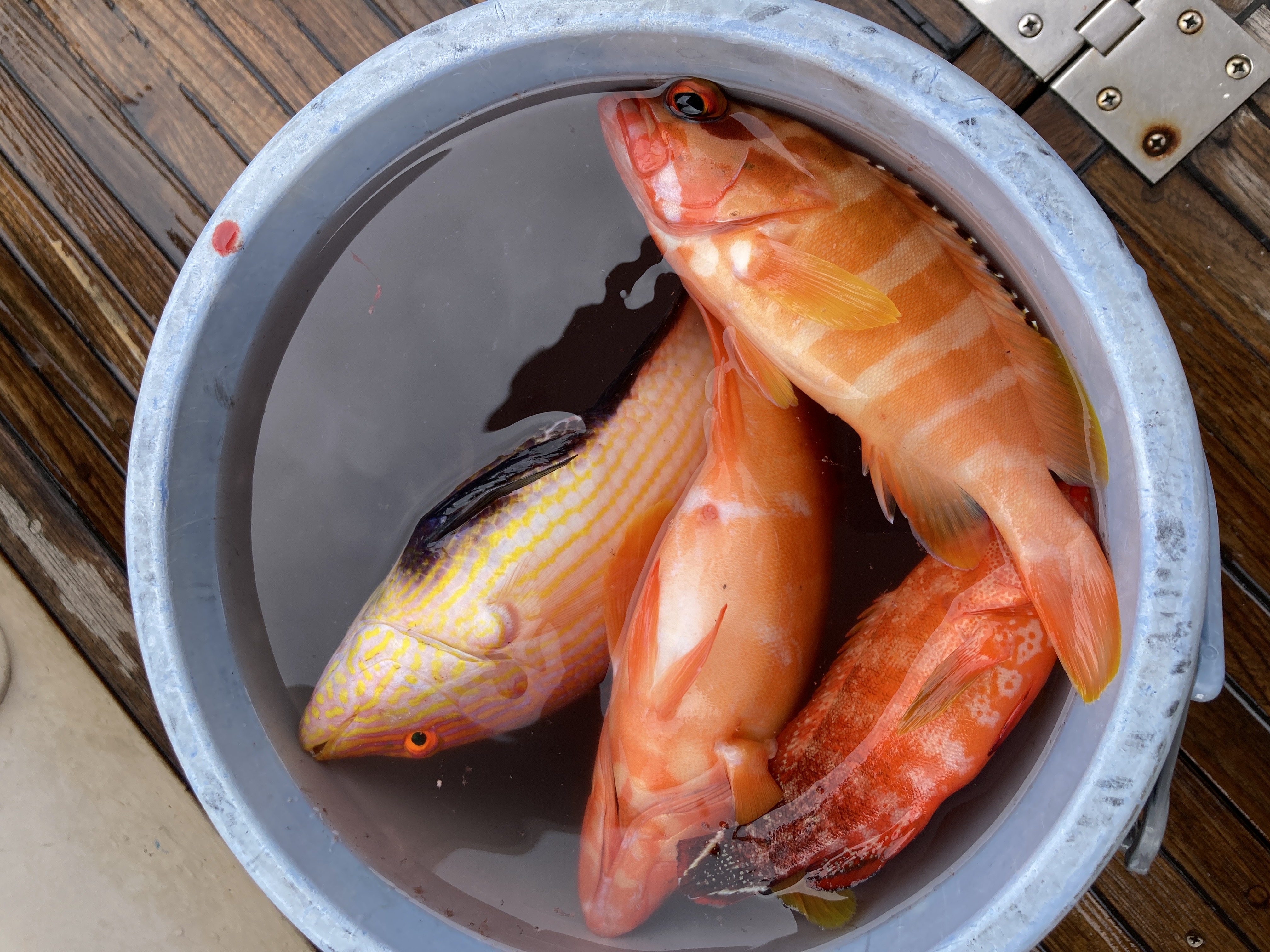 こんなに釣れた