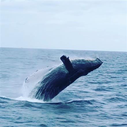大迫力のクジラを間近で