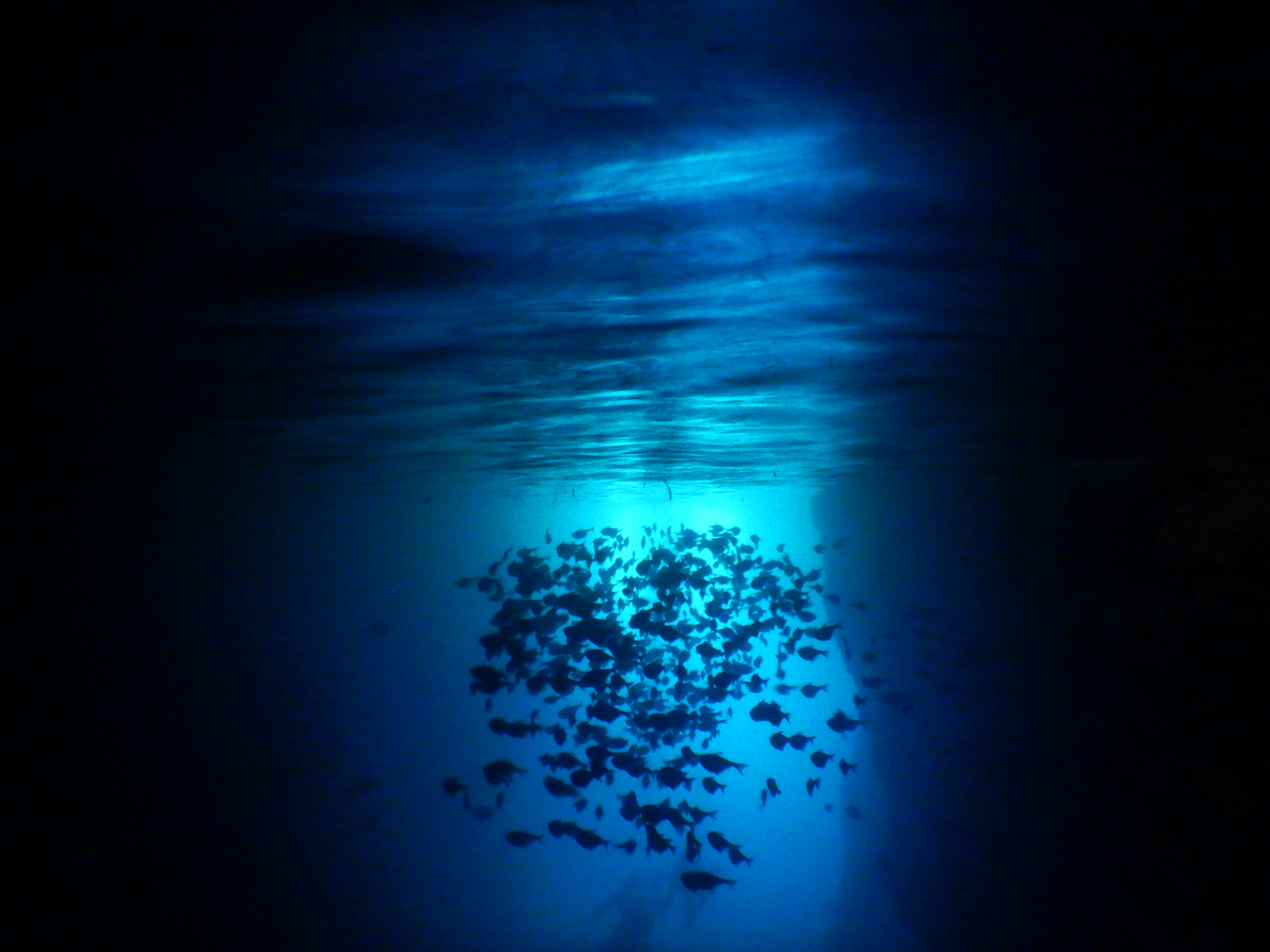 洞窟内は夜行性の魚達が群れています！