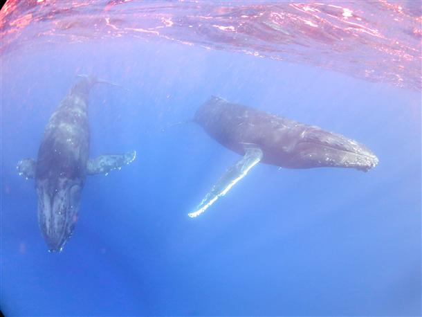 毎年この海にかえってくるクジラも…！