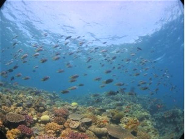 サンゴも熱帯魚も多種豊富！