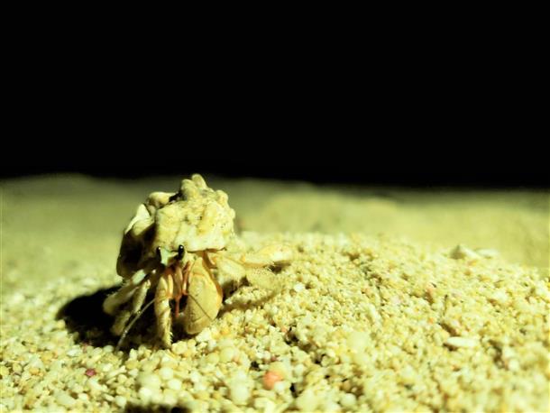 夜の生き物