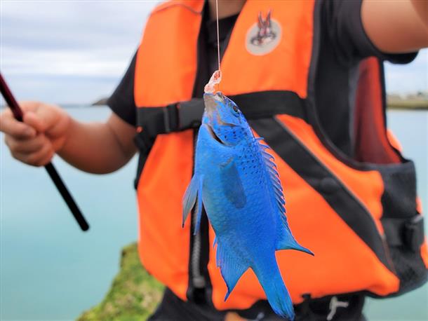沖縄ならではのお魚も！