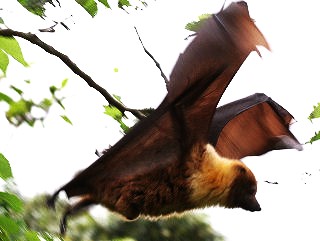 八重山オオコウモリ