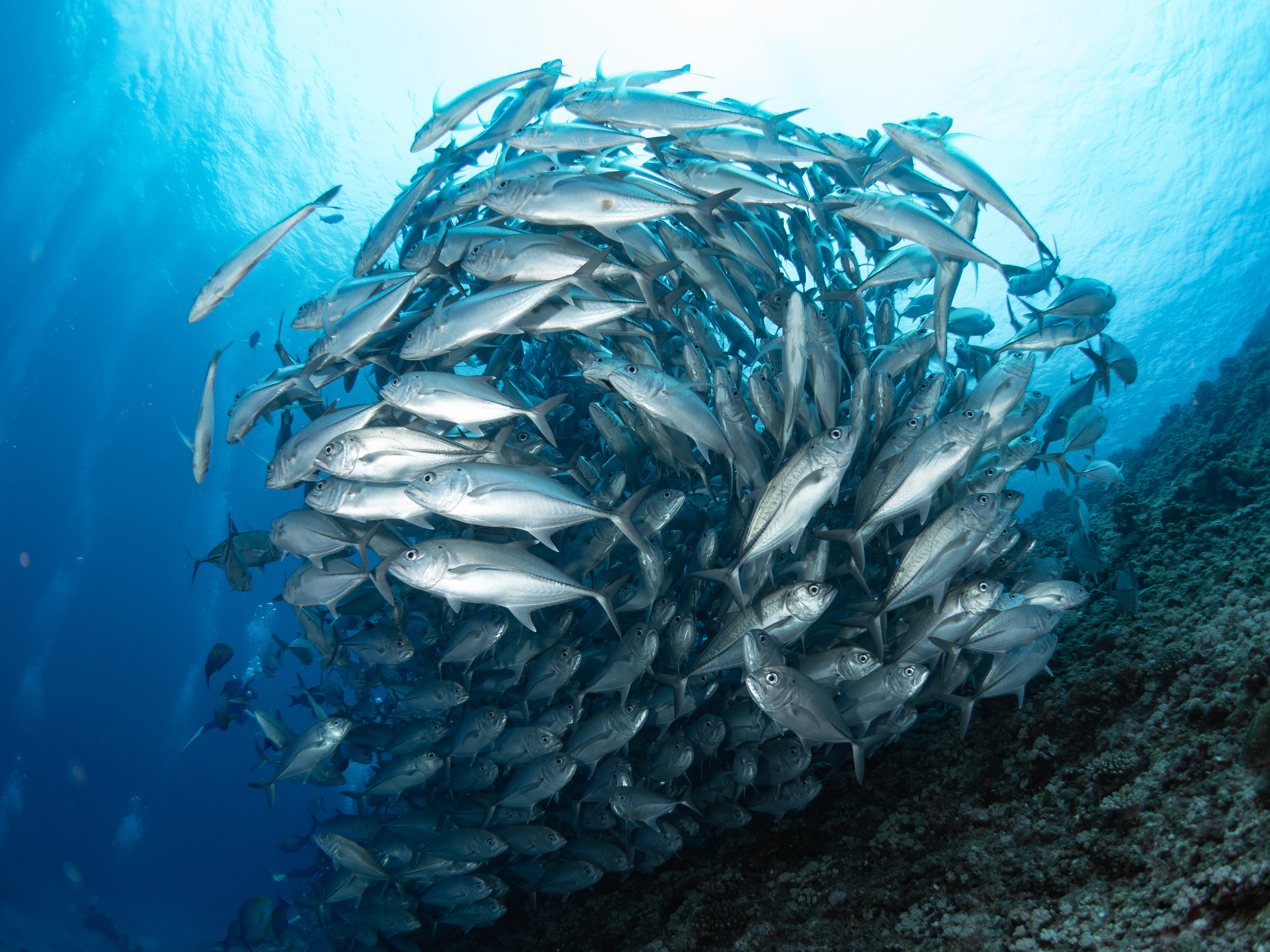 ドリフトで魚群狙い