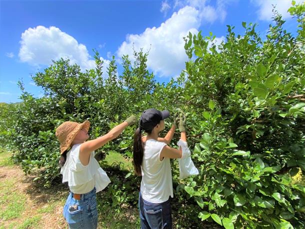 シークヮーサー農園で収穫体験