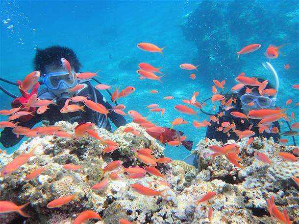 カラフルな魚たち