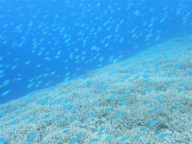 色とりどりの魚がお出迎え