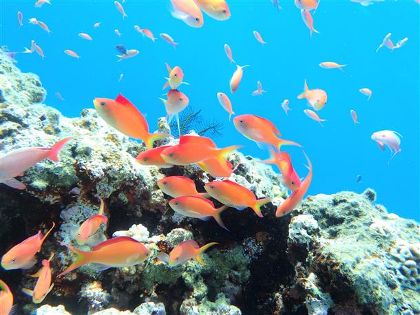 色鮮やかな熱帯魚たち