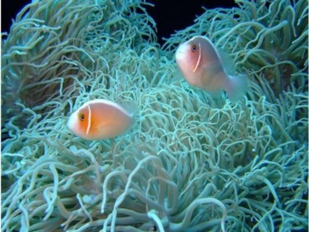 たくさんの熱帯魚に会えます♪