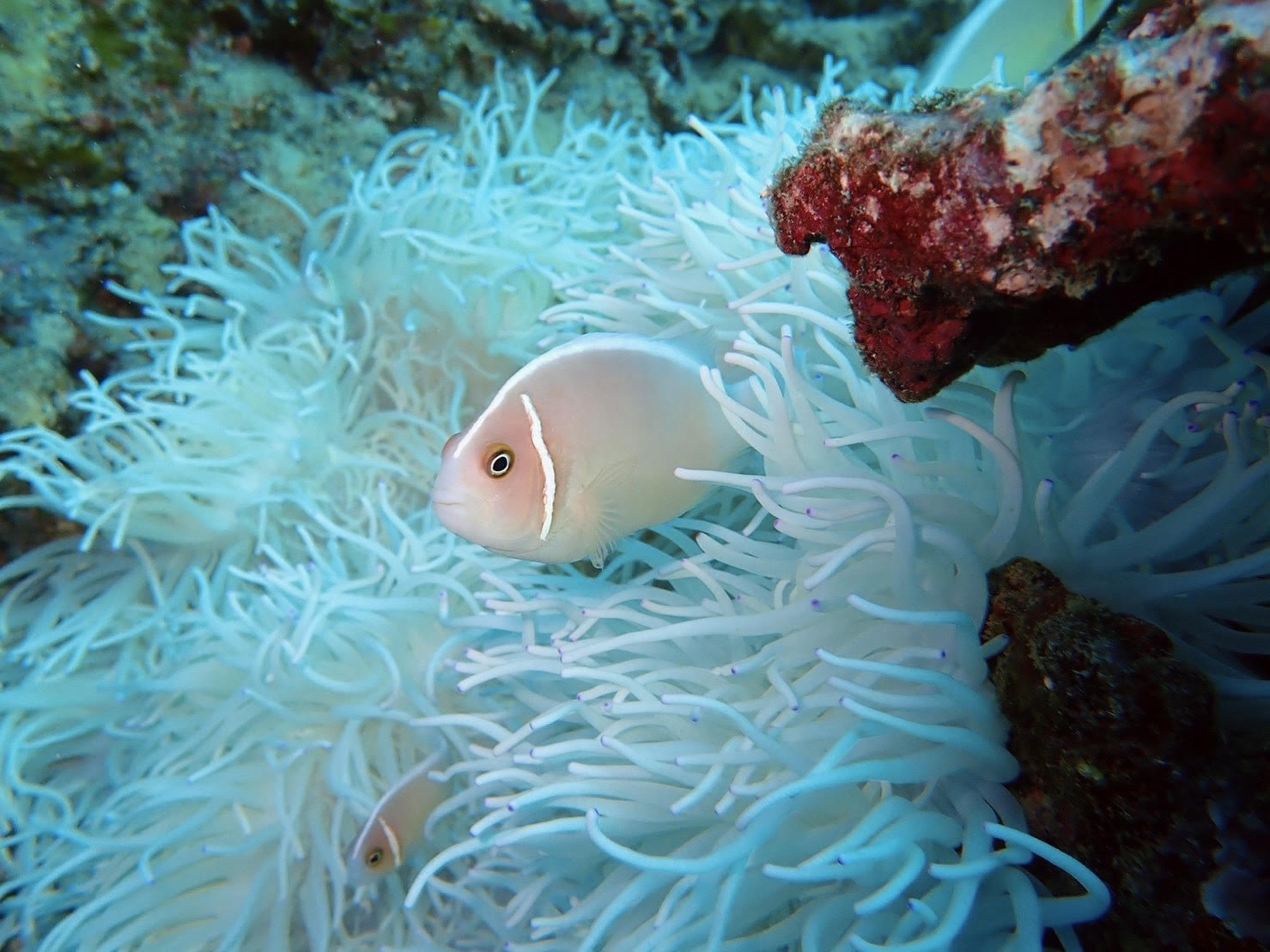 海・お魚・サンゴのどれをとっても美しい！