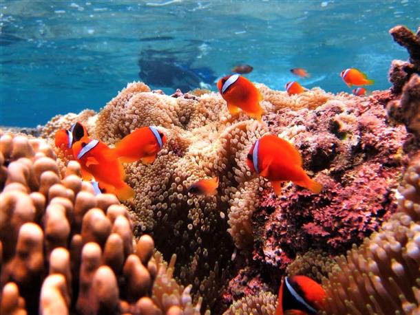カラフルな熱帯魚に会いに行こう♪