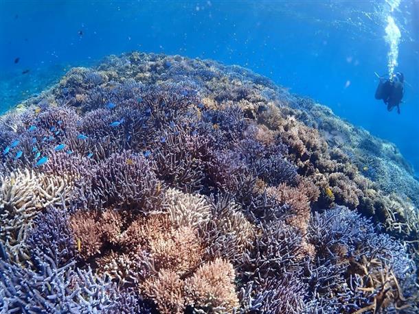 約400種類のサンゴ礁の海中世界へ
