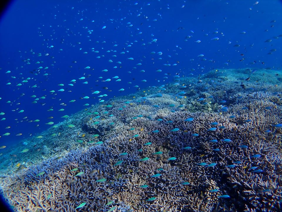 海の中は天然の水族館♪