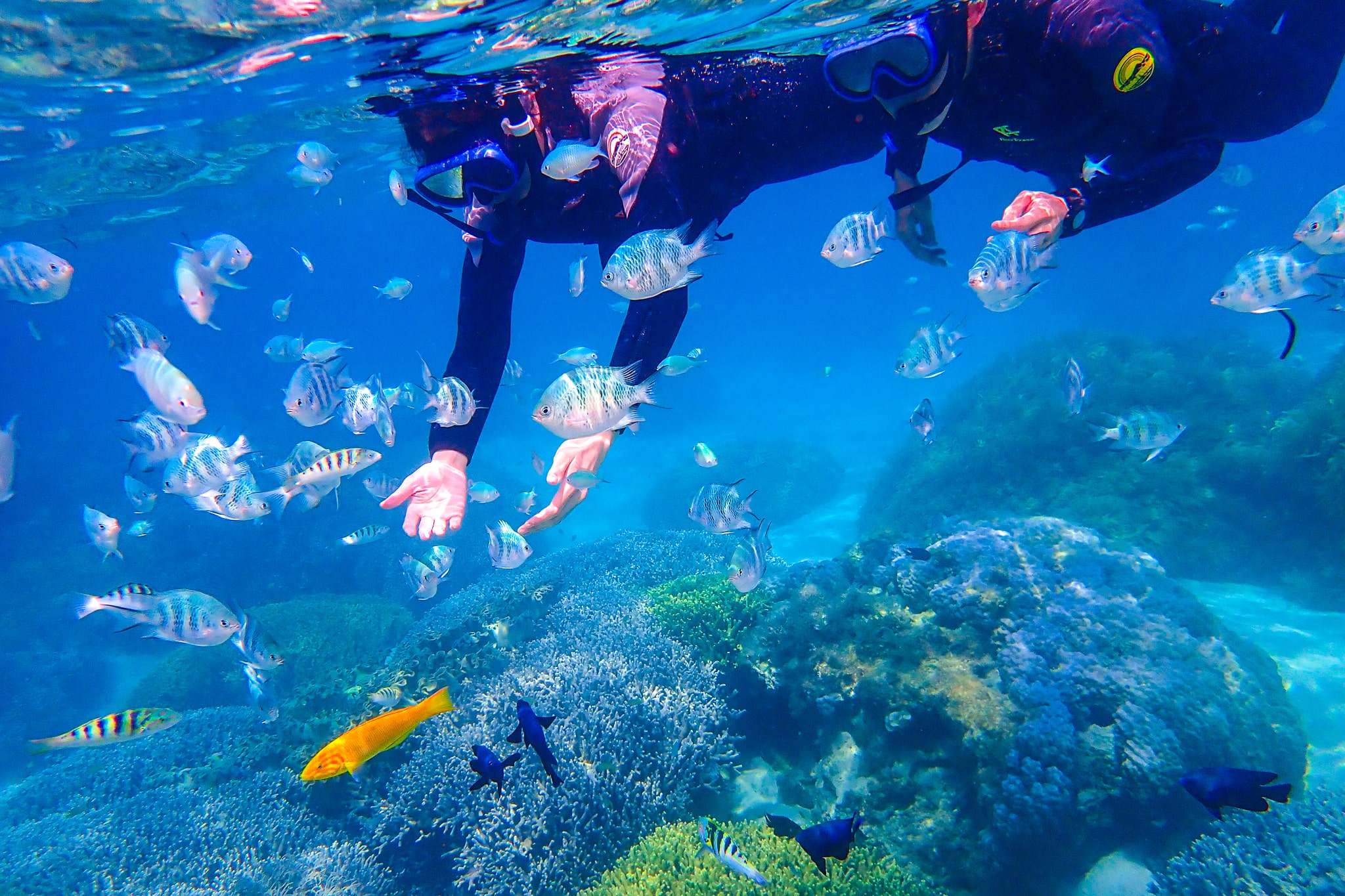 珊瑚と熱帯魚の海を散歩＆海中探索♪