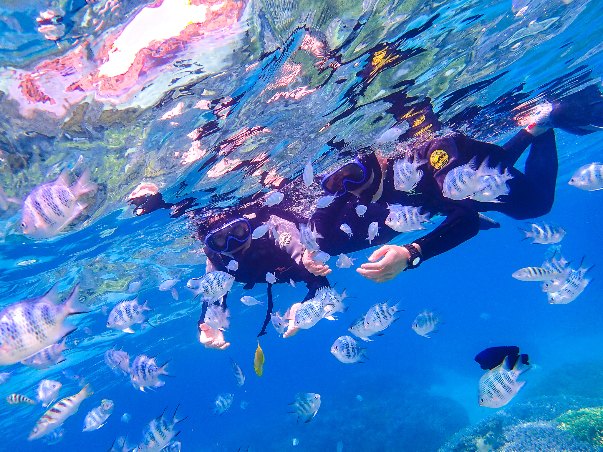 熱帯魚たちが目の前に！餌付け体験付き♪