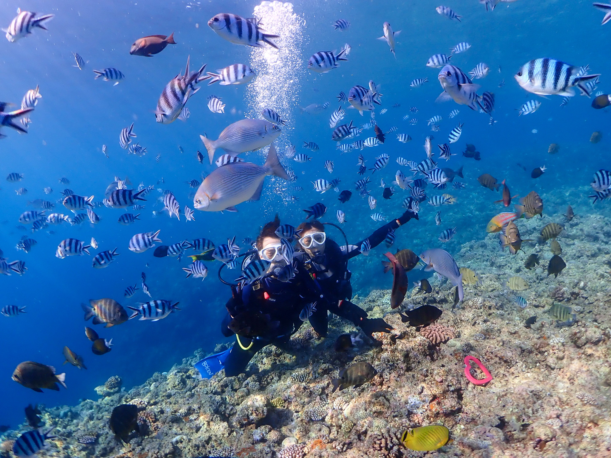 熱帯魚たちが目の前に！餌付け体験付き♪
