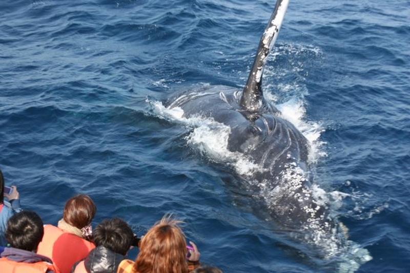 ホエールウォッチング♪