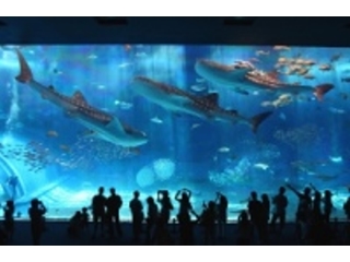 沖縄美ら海水族館入場券付き
