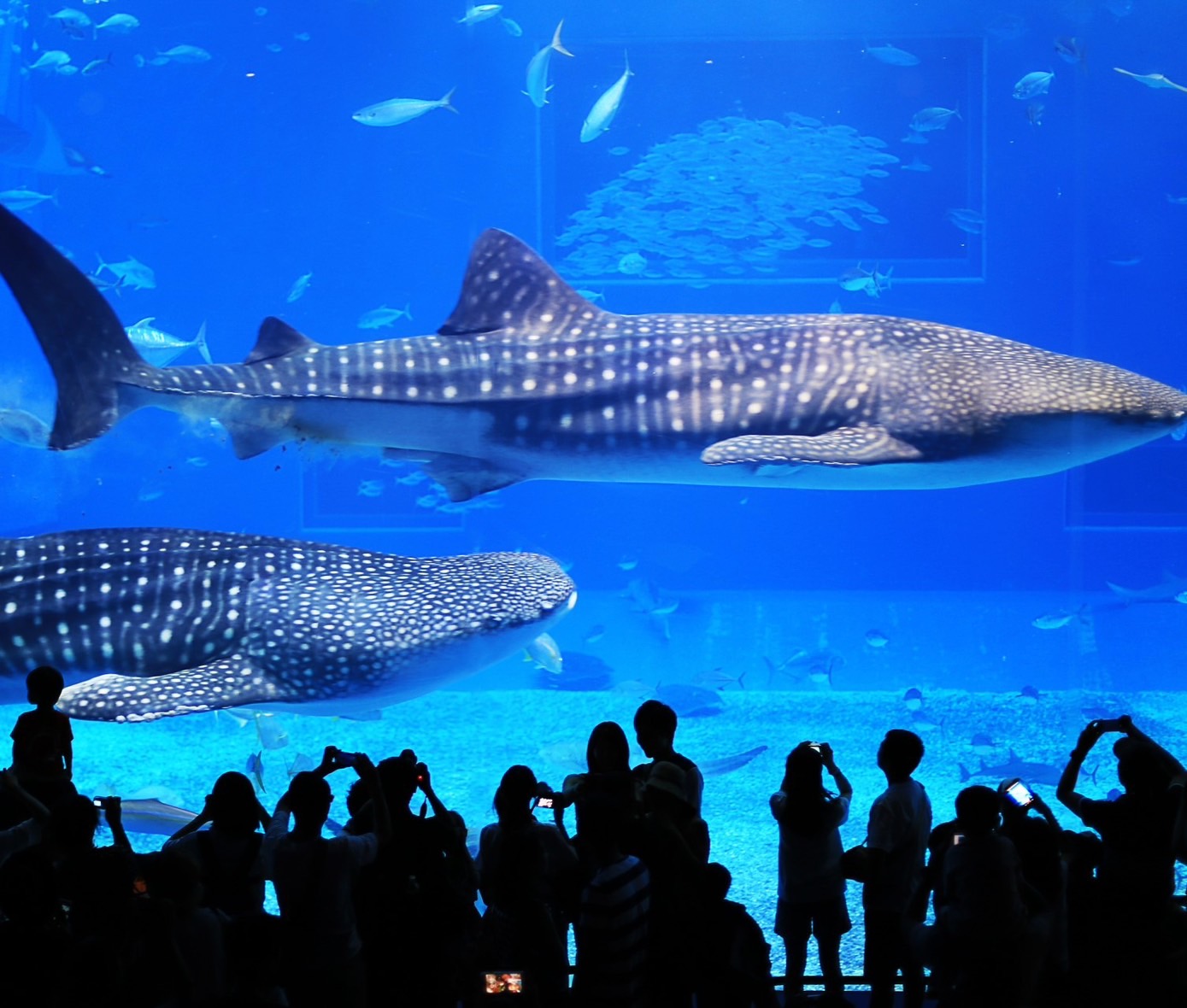 迫力満点！沖縄美ら海水族館♪