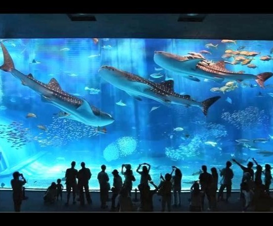 迫力満点！沖縄美ら海水族館♪