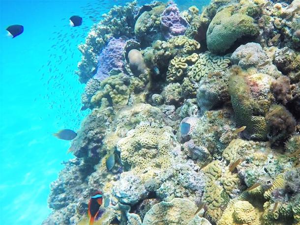海の中はサンゴパラダイス♪