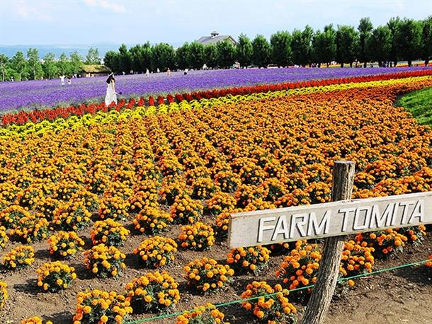 ファーム富田