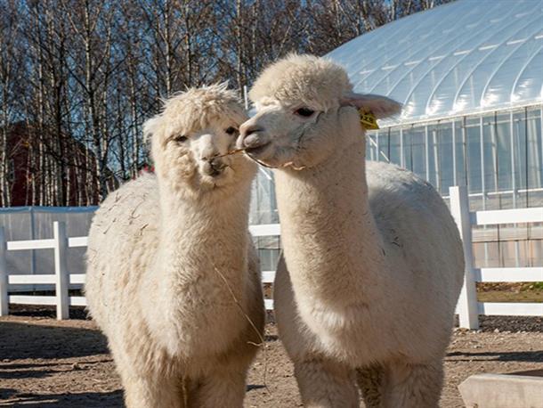 四季彩の丘・アルパカ牧場