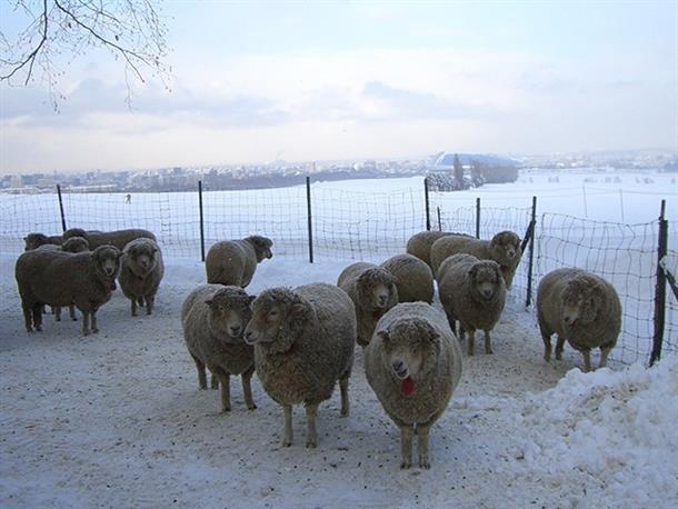 羊たちがのんびりと過ごす牧歌的な風景