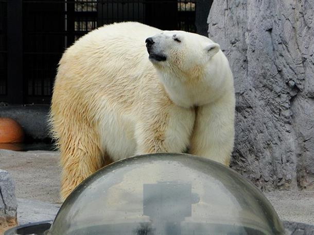 旭山動物園