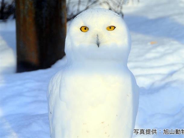じっくりのんびり『旭山動物園』で過ごす！