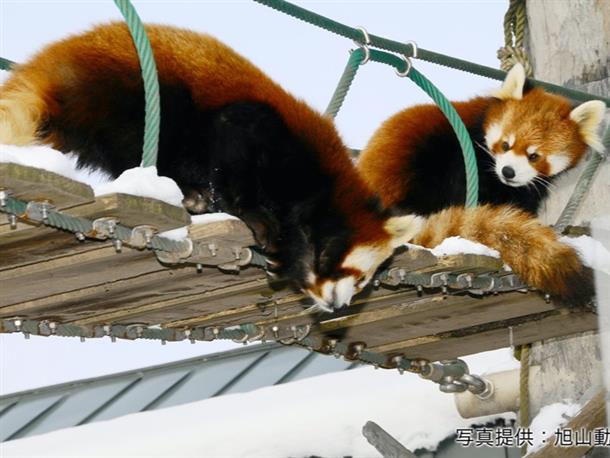 動物たちが近くで見られる工夫もある♪