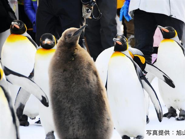 自然に近い姿で遊ぶ動物たち♪