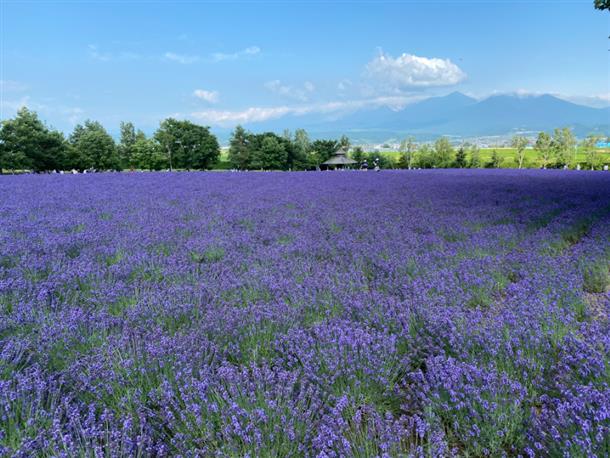 ラベンダーの香りが広がる富良野へいこう