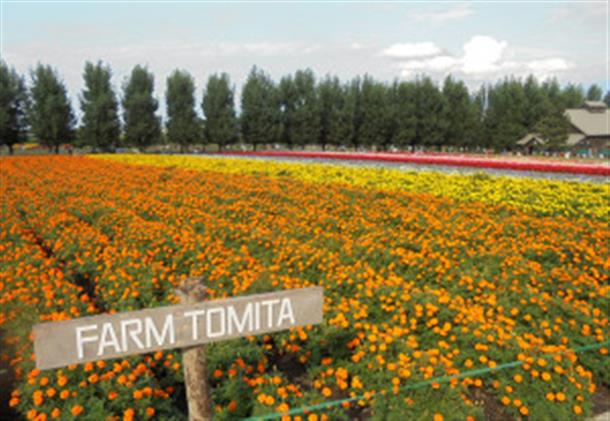 『ファーム富田』で四季の花を観賞♪