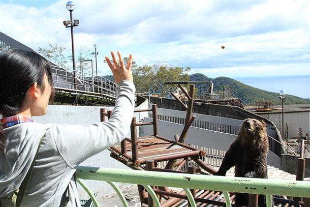 クマ牧場では熊の可愛らしい姿を見られる