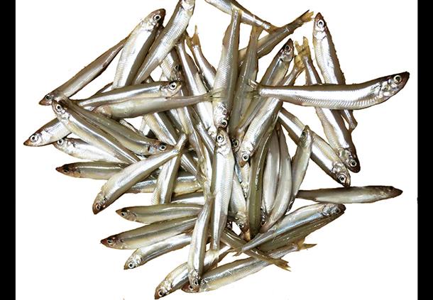 釣ったワカサギはご自由に♪