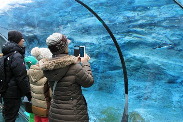 冬はペンギンの散歩と泳ぎの両方見られる