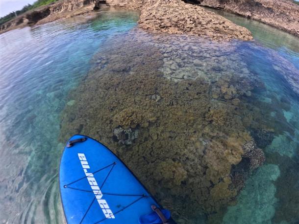 海の上からサンゴが見られます