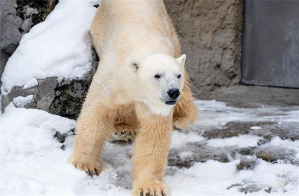 距離1m！？ガラス越しに見るシロクマ！
