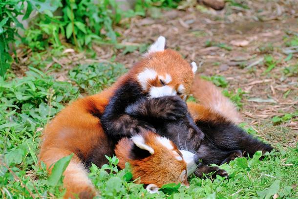 見どころ満載の旭山動物園