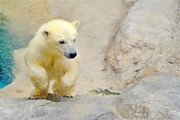 旭山動物園