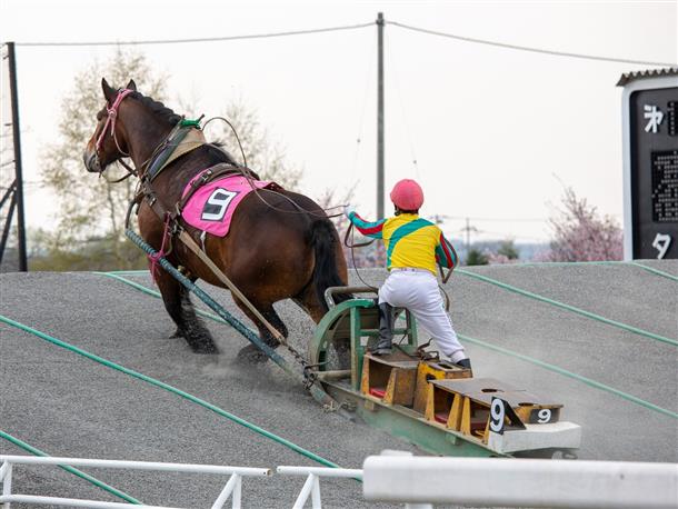 ばんえい競馬※イメージ