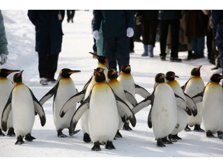 ペンギンの散歩