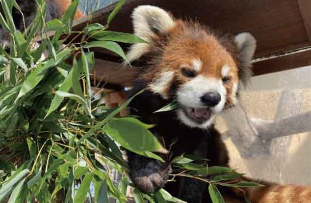 見どころ満載の旭山動物園