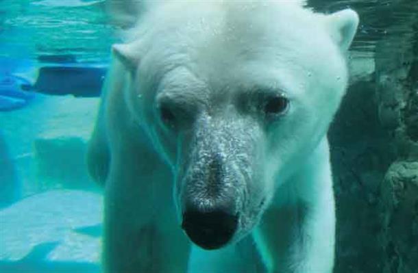旭山動物園