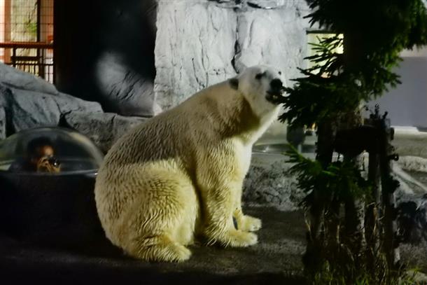 夜の『旭山動物園』を満喫する特別ツアー