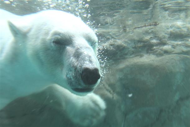 多彩なアイディアで人気の旭山動物園♪