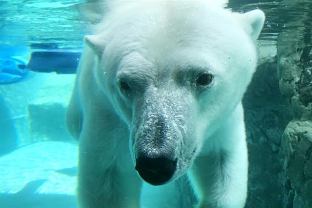 動物たちがイキイキと過ごす『旭山動物園』